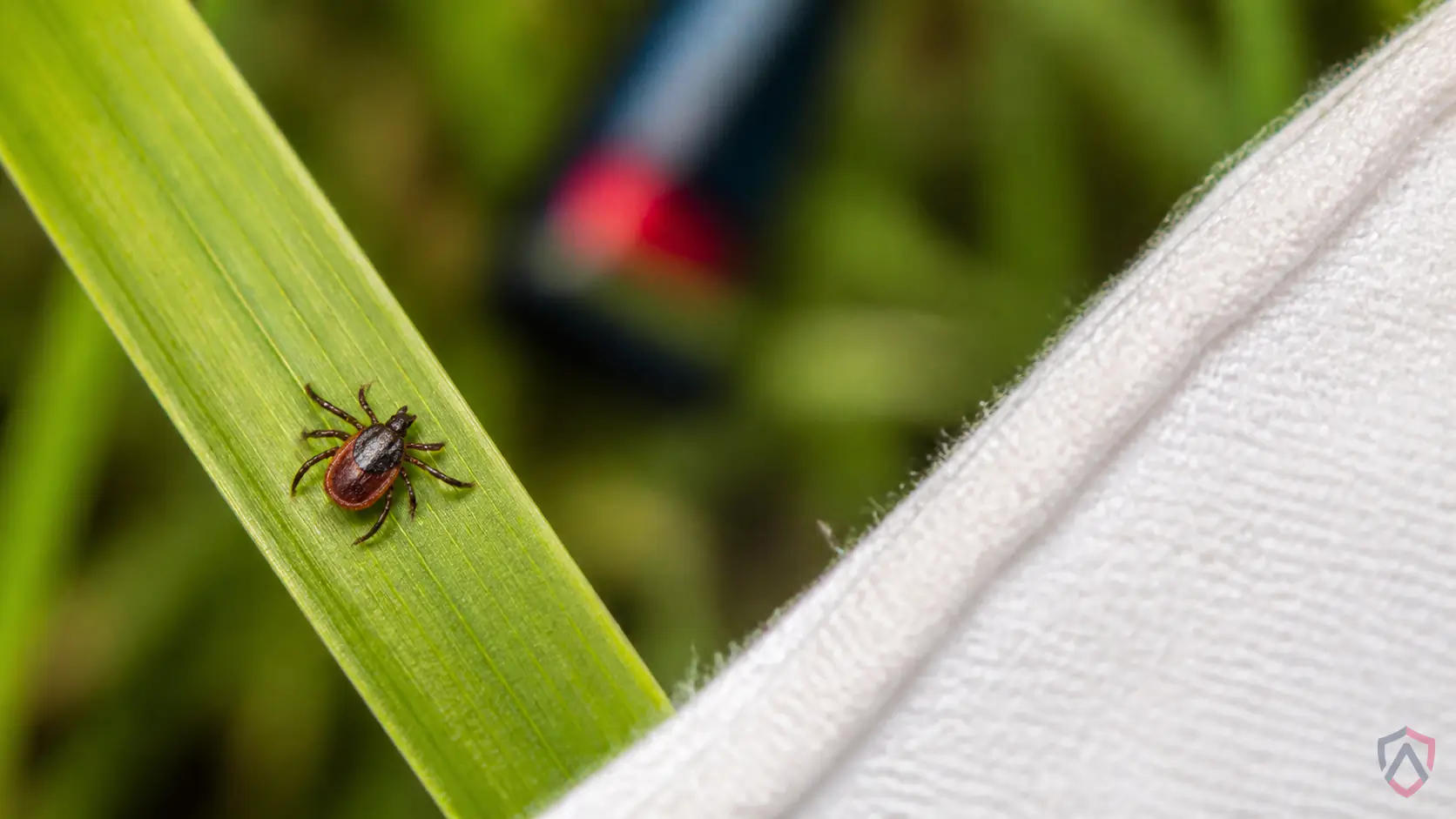 Deer Ticks Lyme close-up, a blacklegged deer tick in a Twin Cities home