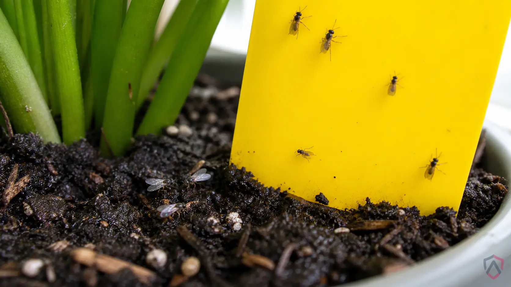 Fungus Gnats close-up, carpenter ants in a Twin Cities home