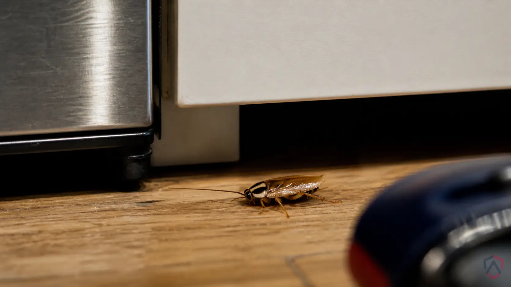 German Cockroaches Apartment close-up, a German cockroach in a Twin Cities home