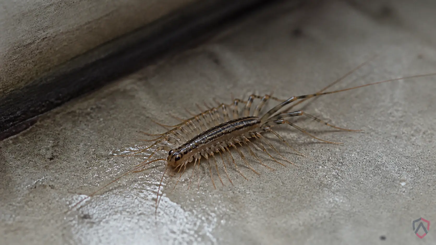 House Centipedes Minnesota close-up, a house centipede in a Twin Cities home
