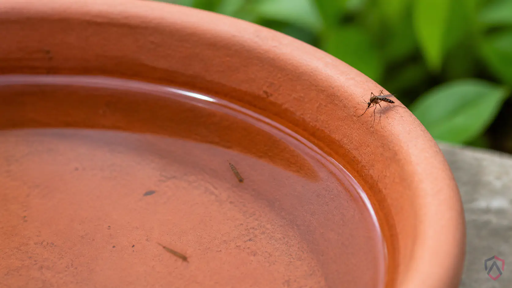 Mosquito Prevention Checklist close-up, a mosquito in a Twin Cities home