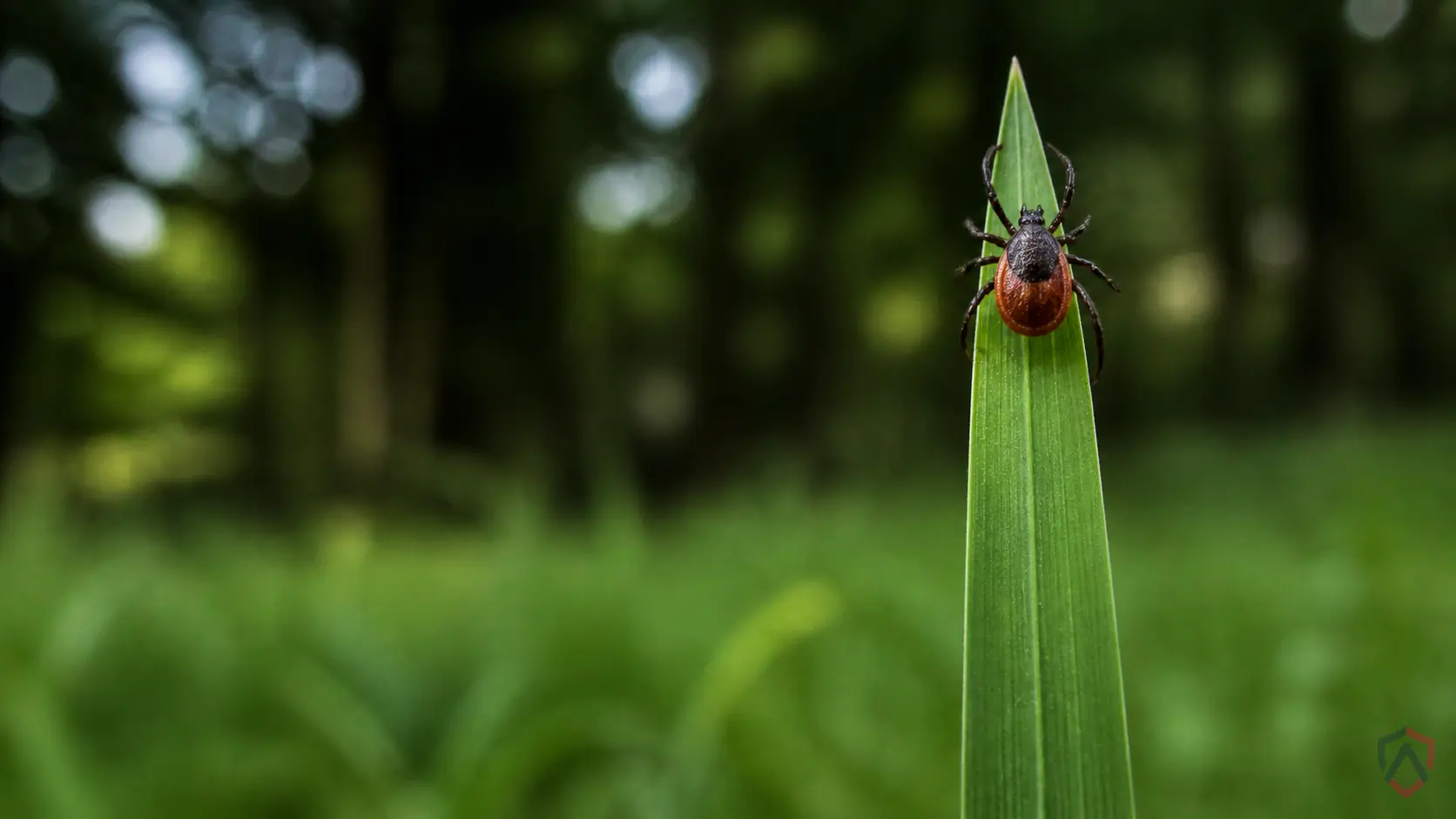 Mosquito Tick Control close-up, a blacklegged deer tick in a Twin Cities home