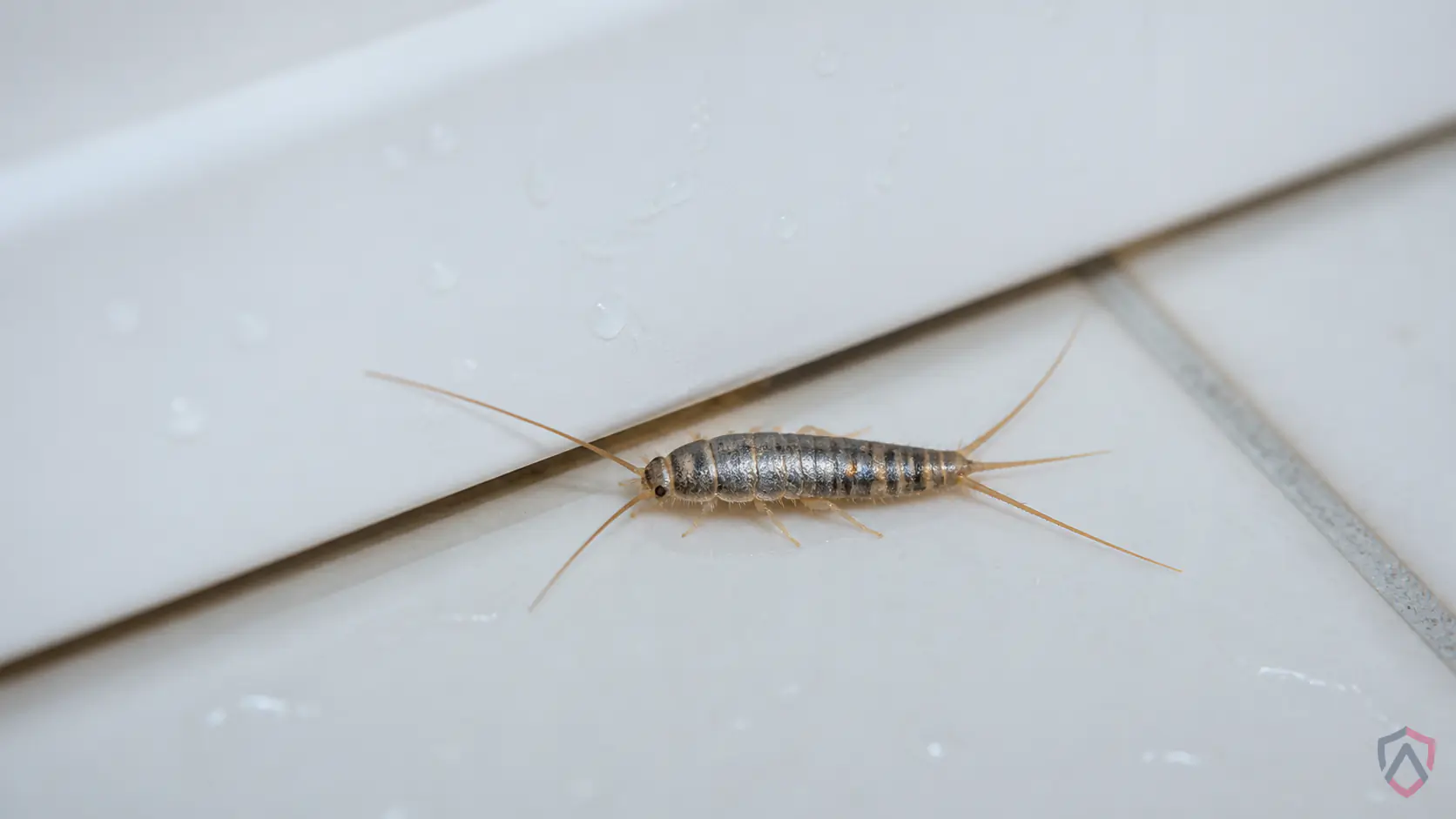 Silverfish In Bathroom close-up, a silverfish in a Twin Cities home