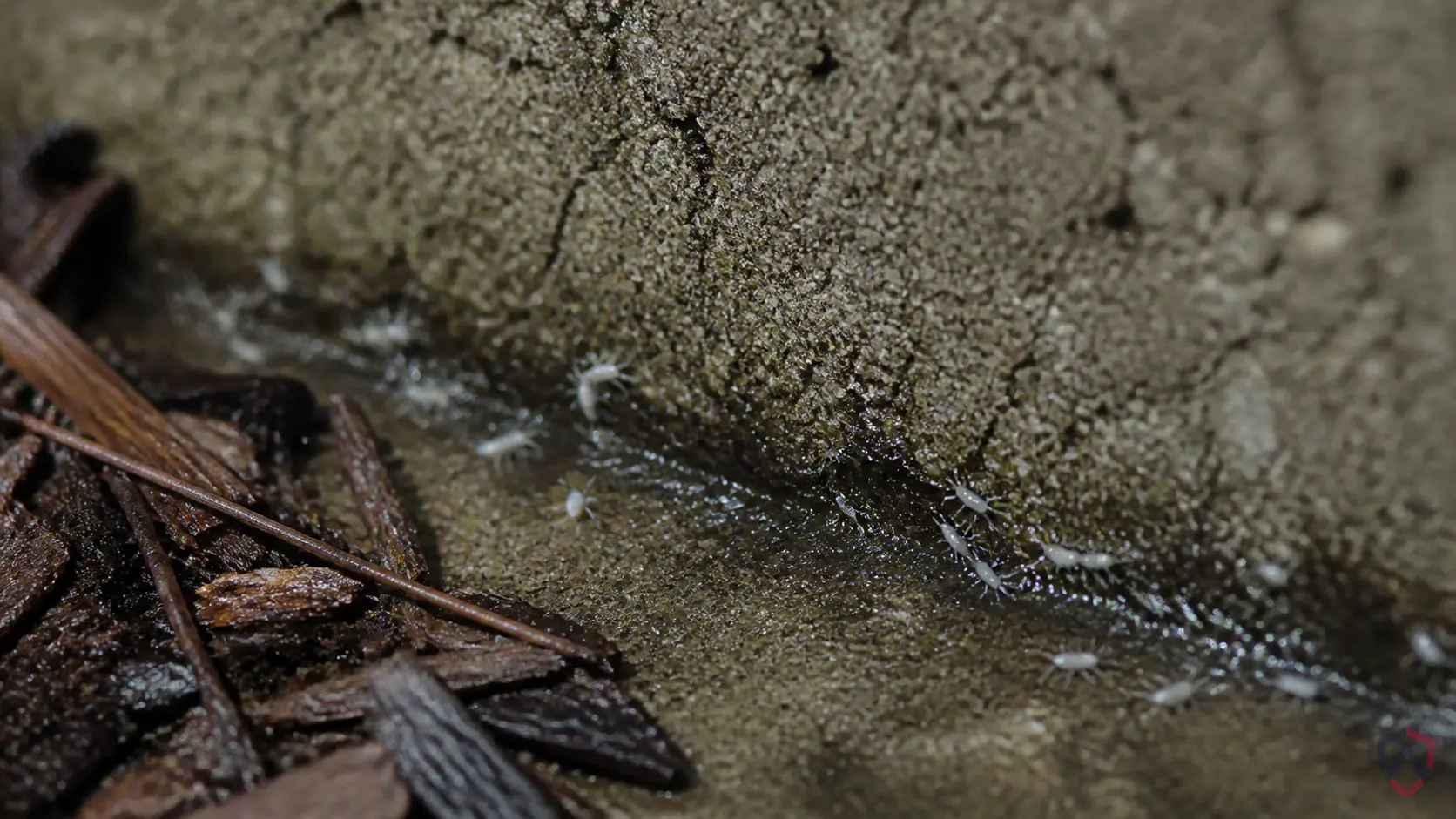 Springtails Around Foundation close-up, a house centipede in a Twin Cities home