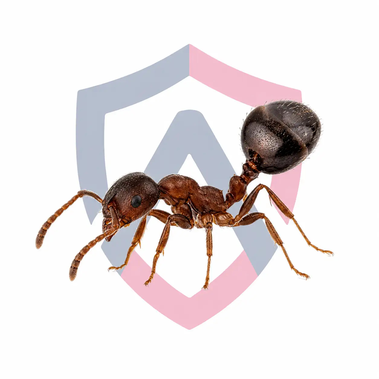 Acrobat Ants