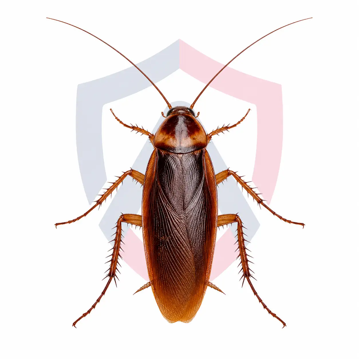 American Cockroach
