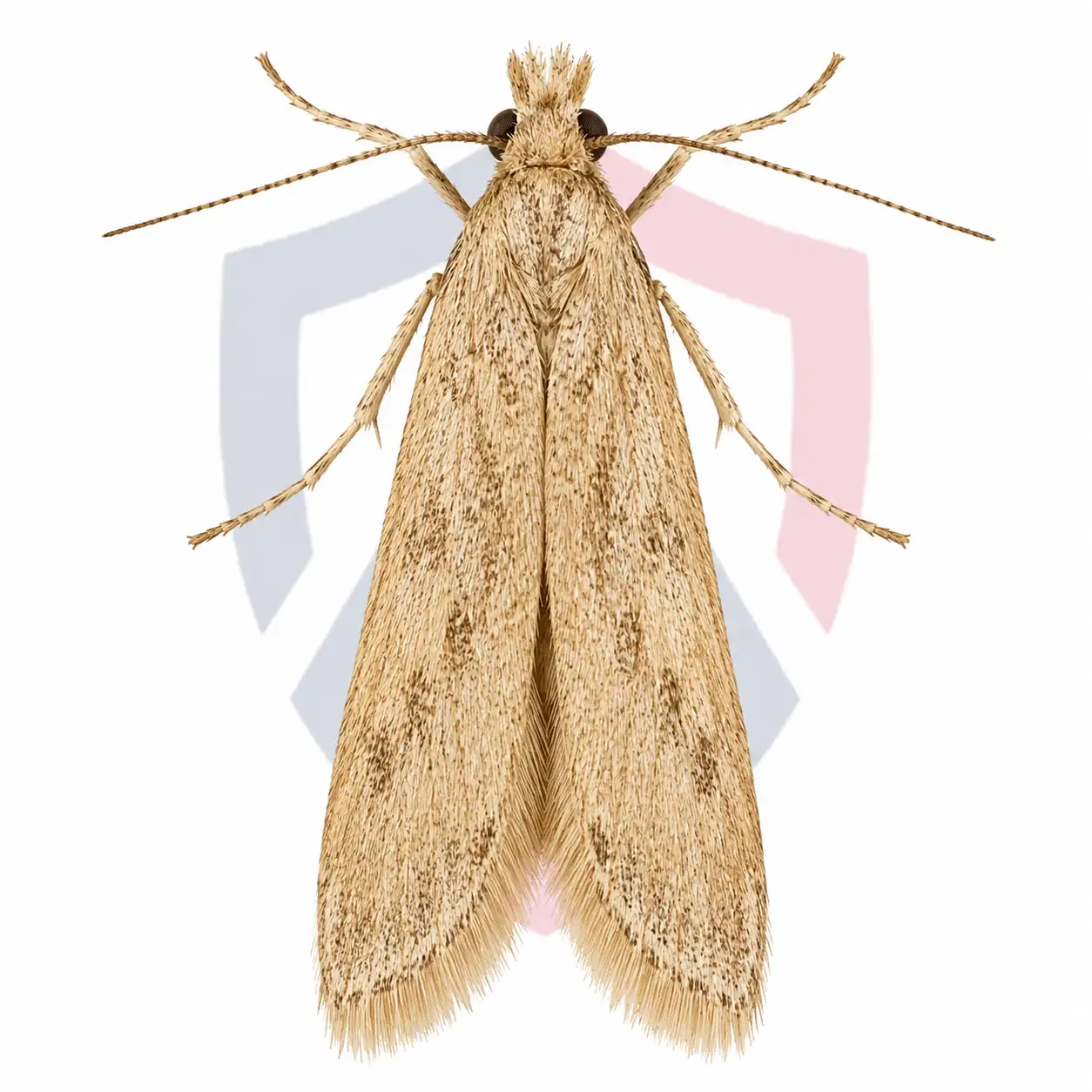 Angoumois Grain Moths