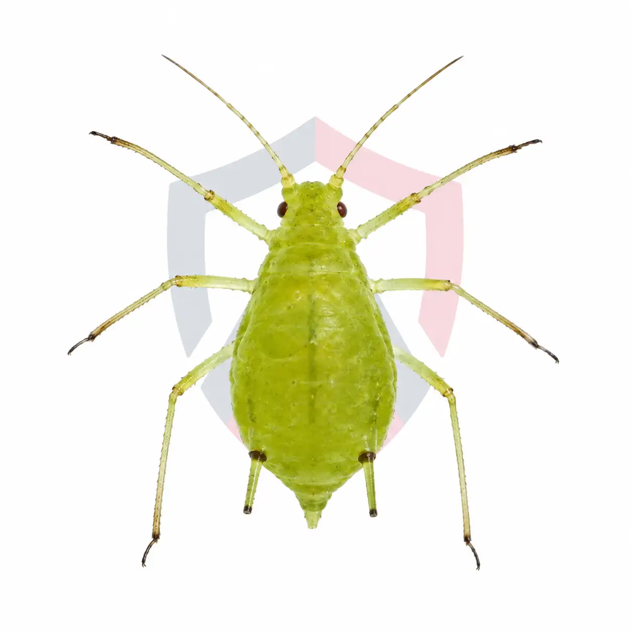 Aphids