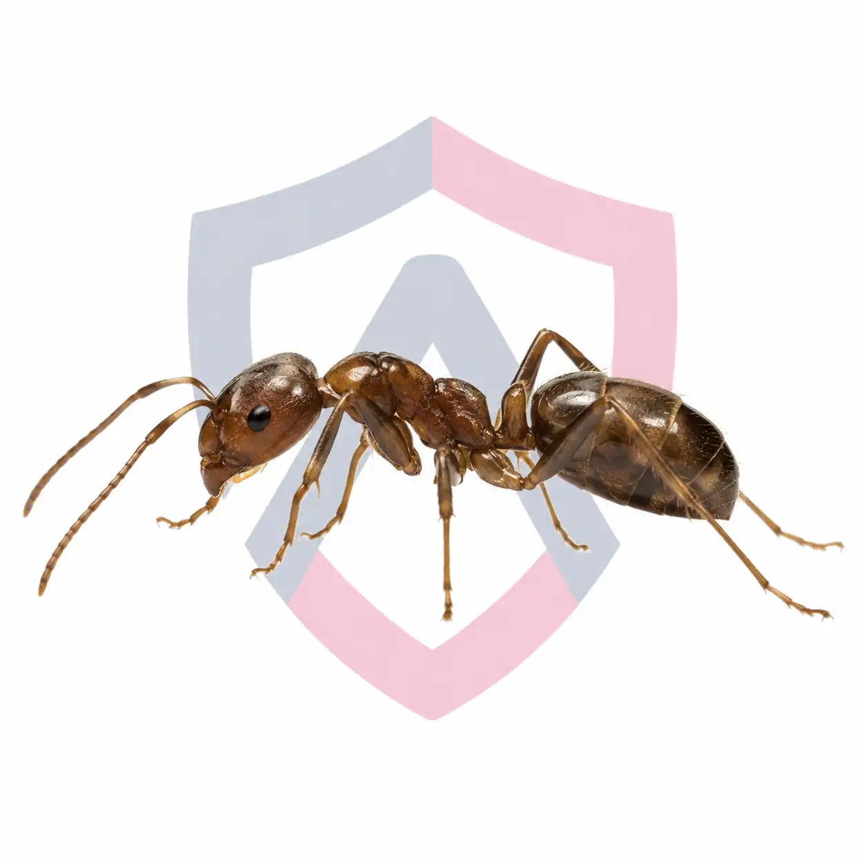 Argentine Ants