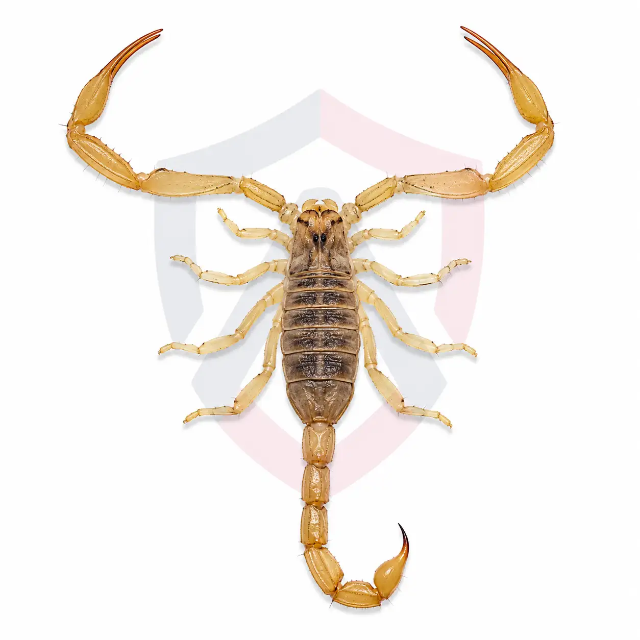Arizona Bark Scorpions