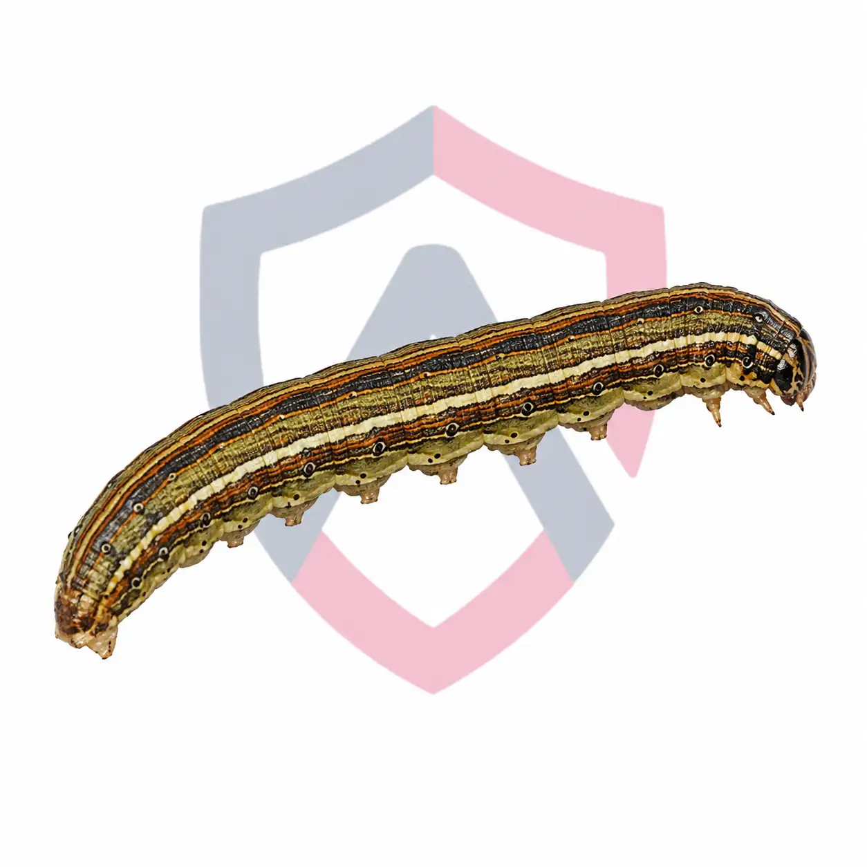 Armyworms