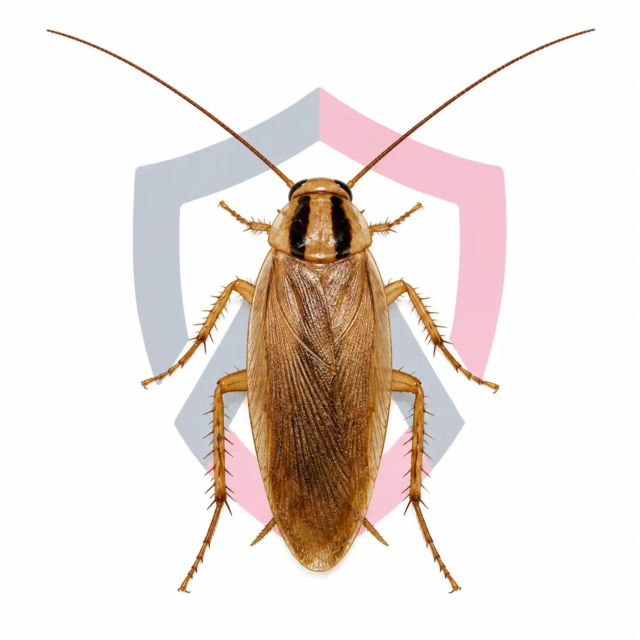 Asian Cockroaches