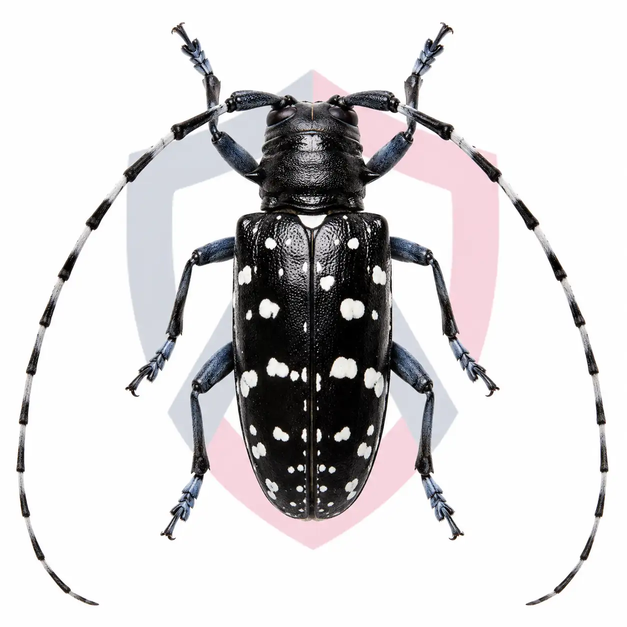 Asian Longhorned Beetles