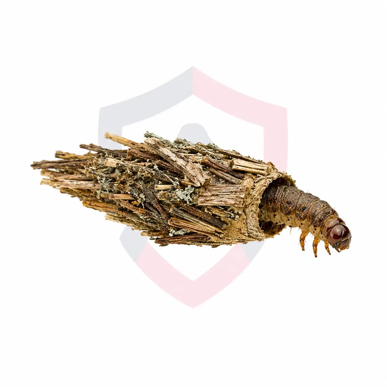 Bagworms