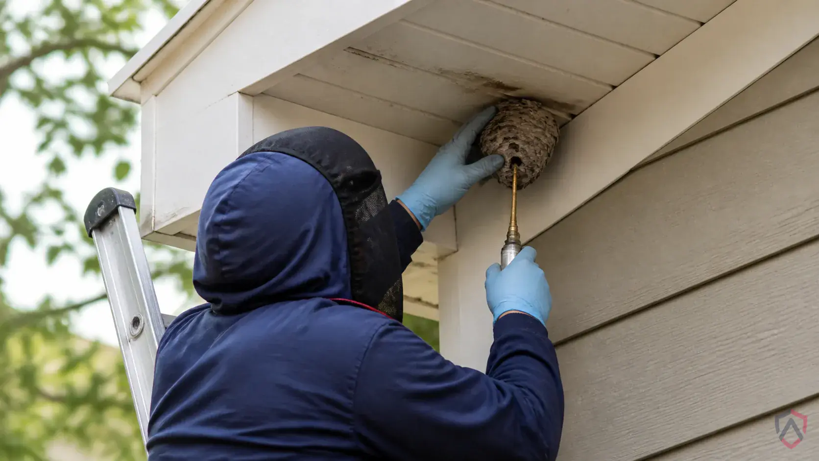 Inspection of nest entrances, eaves, soffits, shrubs, wall gaps, and high-traffic outdoor areas during a suspected Bald-faced Hornets issue