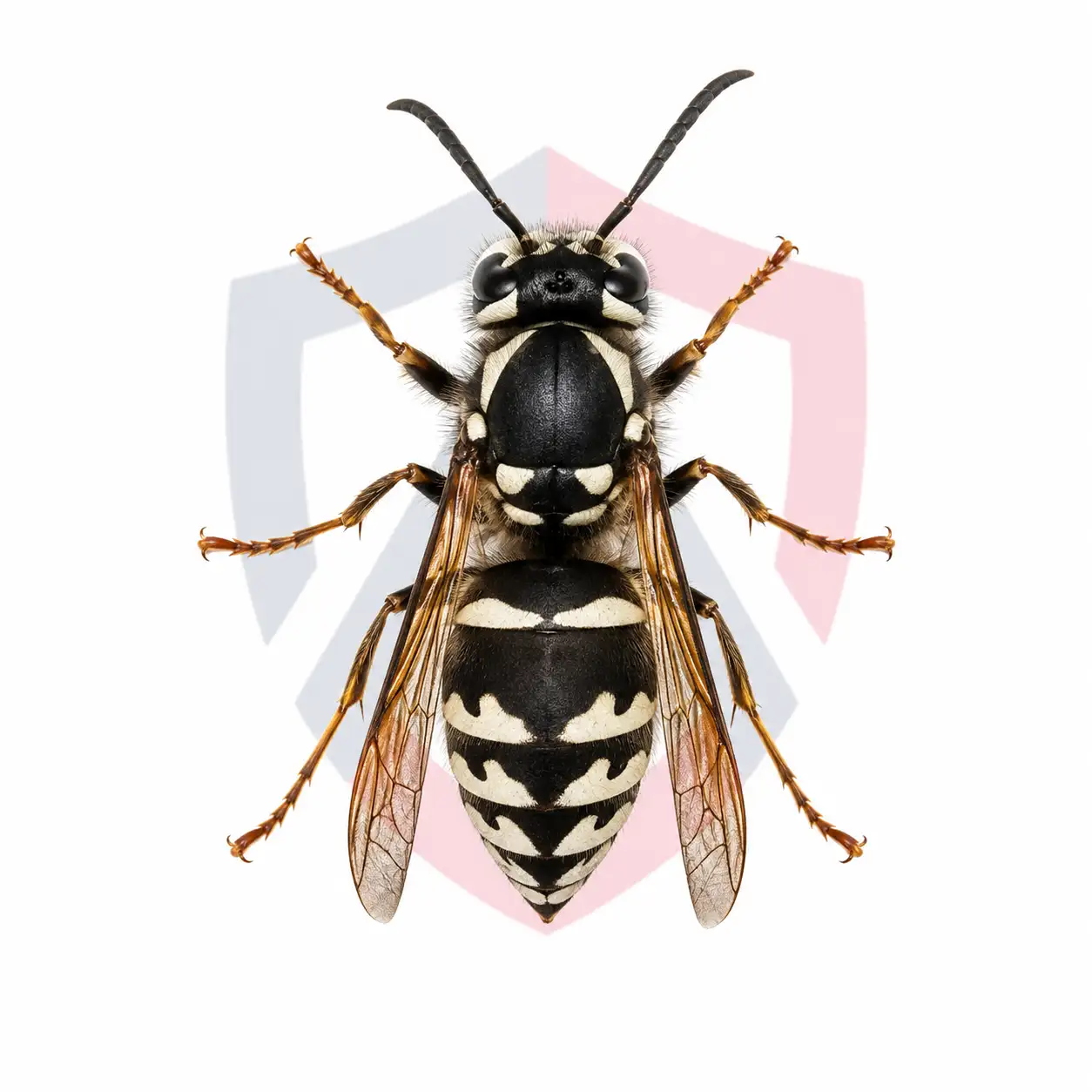 Bald-faced Hornets