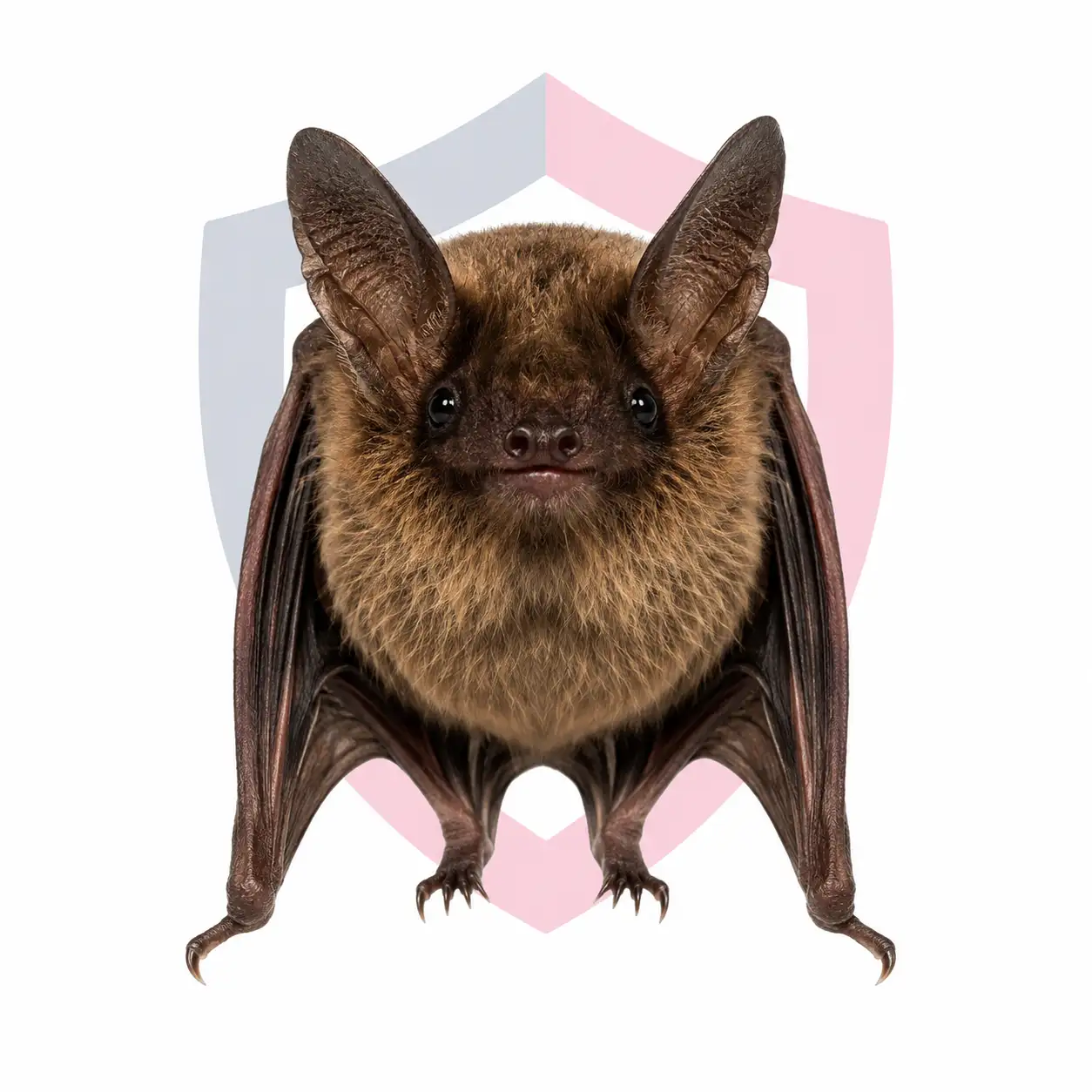 Bats