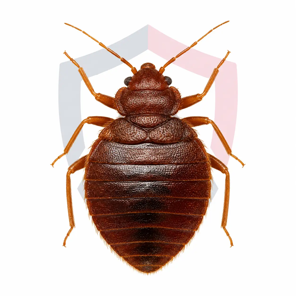 Bed Bugs