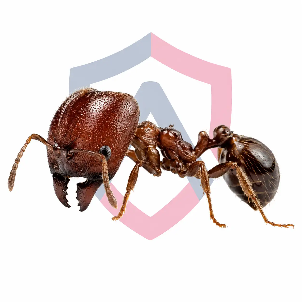 Bigheaded Ants