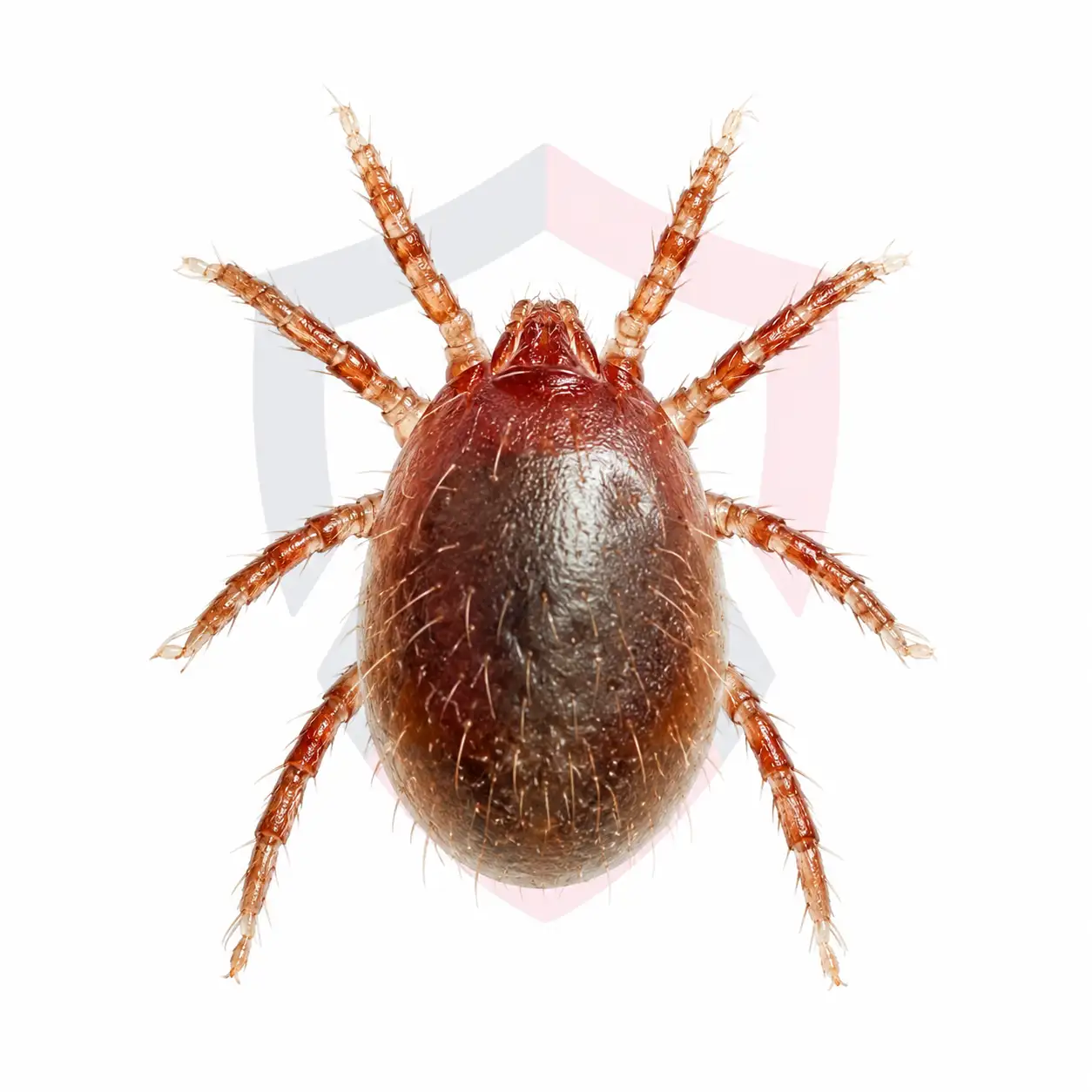 Bird Mites