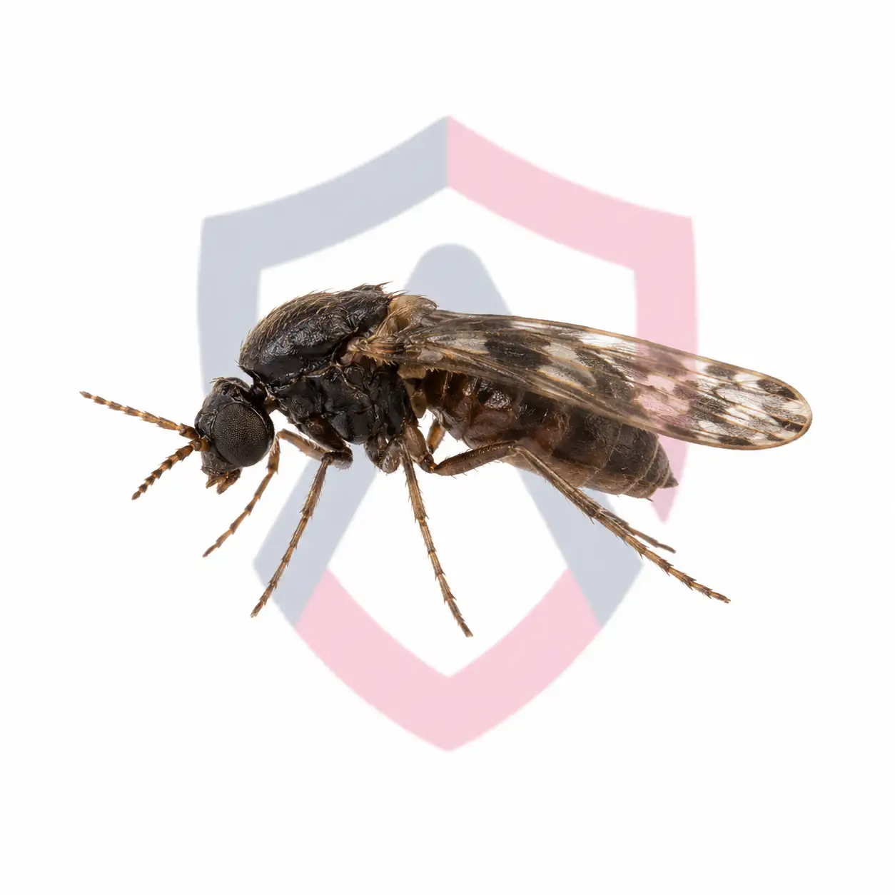 Biting Midges