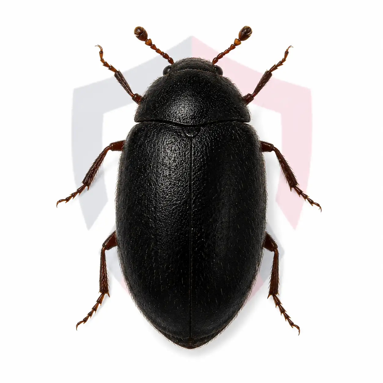 Black Carpet Beetles