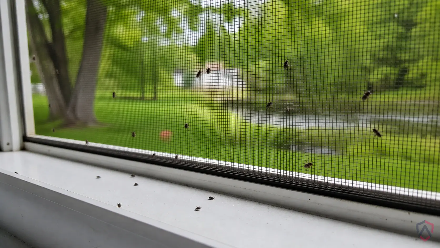 Black Flies activity in drains, trash areas, compost, damp mops, houseplants, floor sinks, fruit bowls, and exterior doors in Minnesota