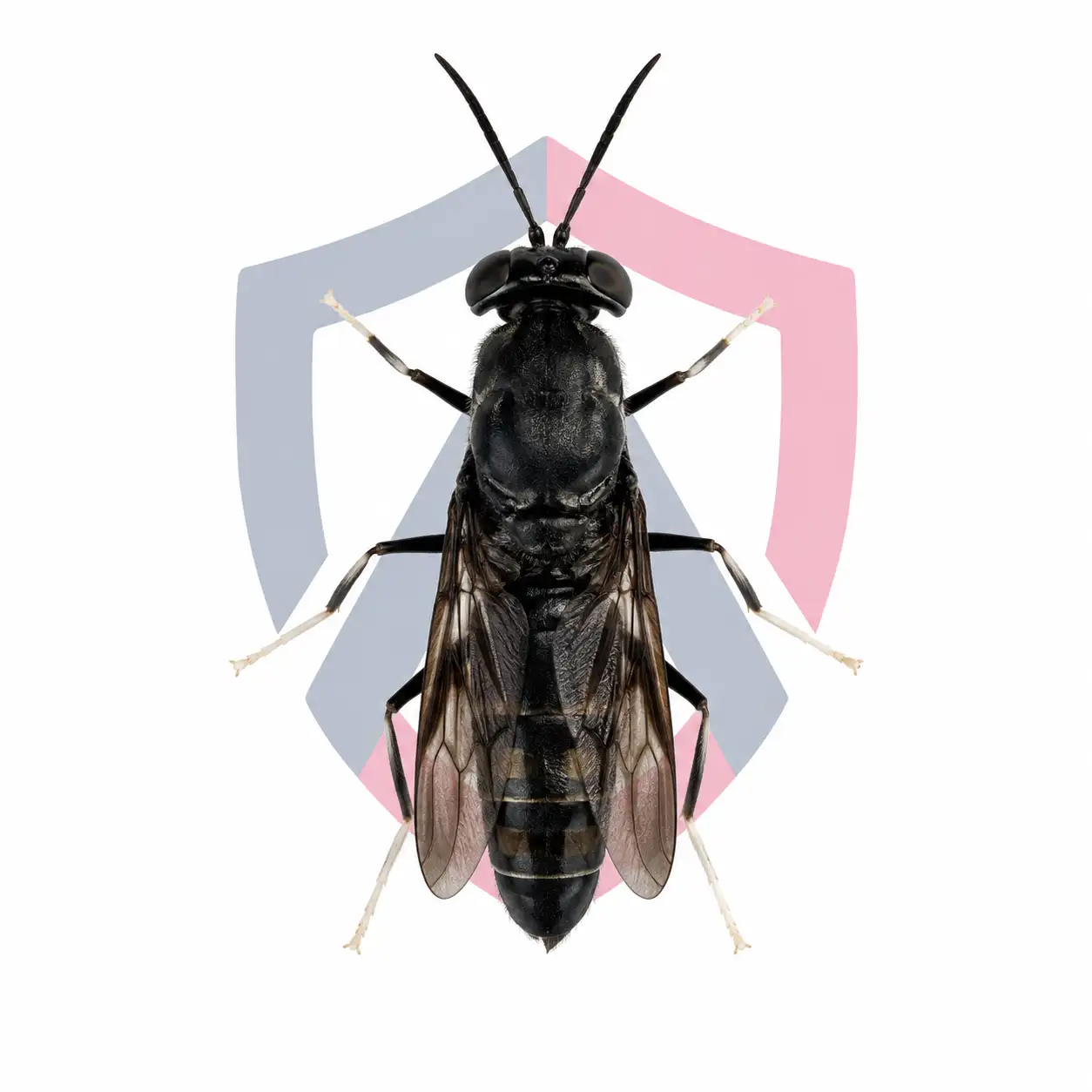Black Soldier Flies