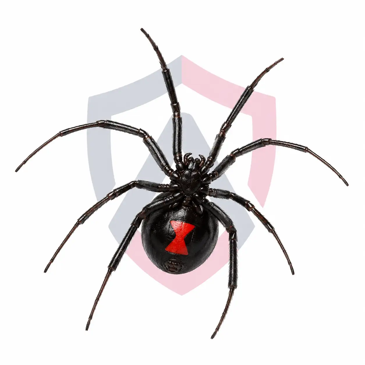 Black Widow Spiders