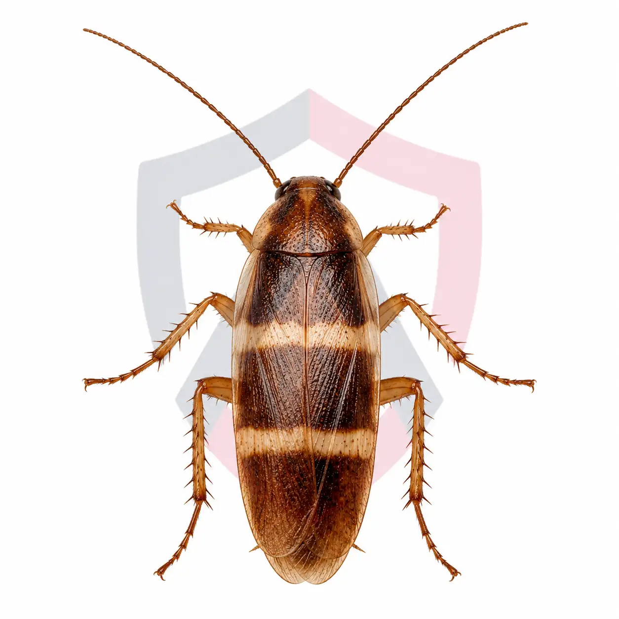 Brown-Banded Cockroach