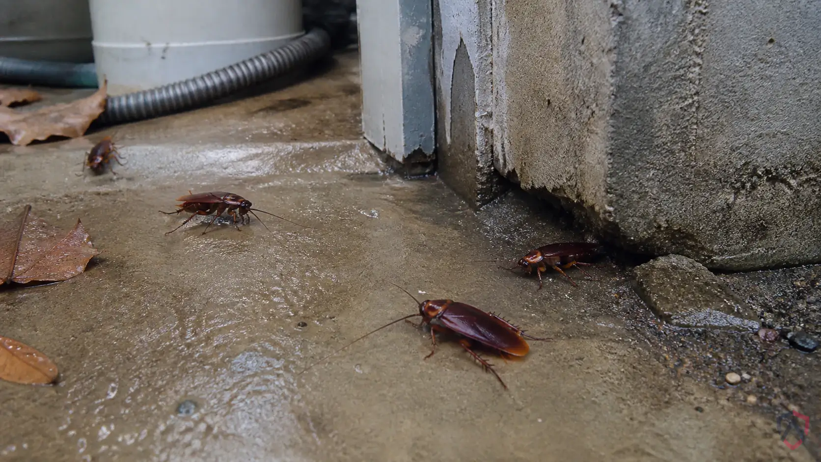 Brown Cockroaches activity in kitchens, bathrooms, utility rooms, drains, wall voids, storage areas, and warm appliance spaces in Minnesota
