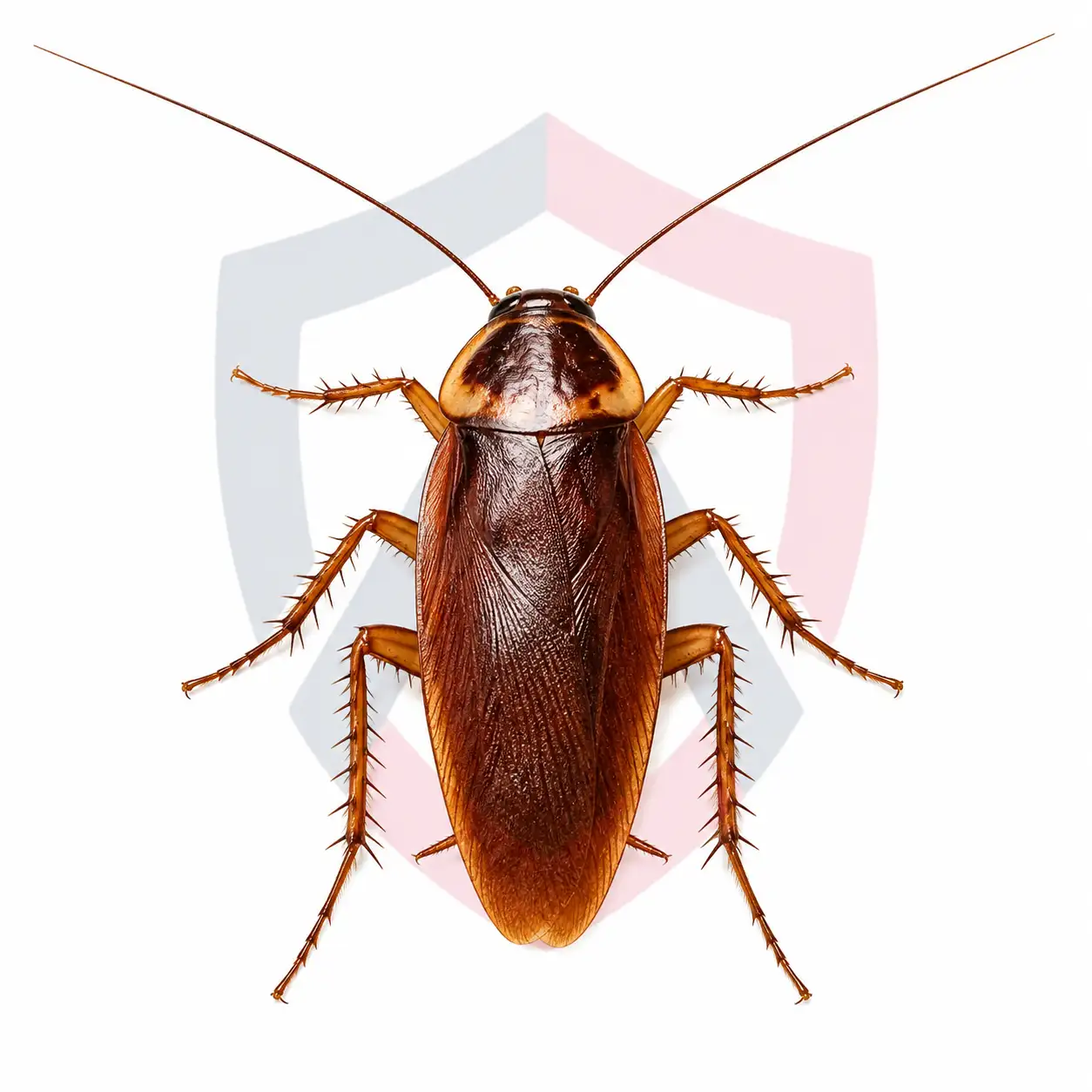 Brown Cockroaches
