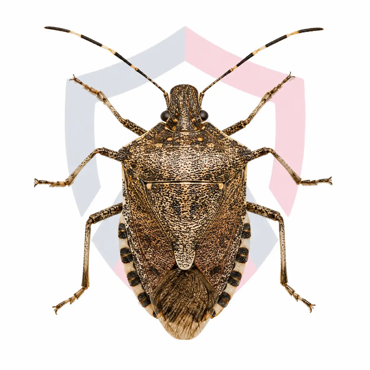 Brown Marmorated Stink Bugs