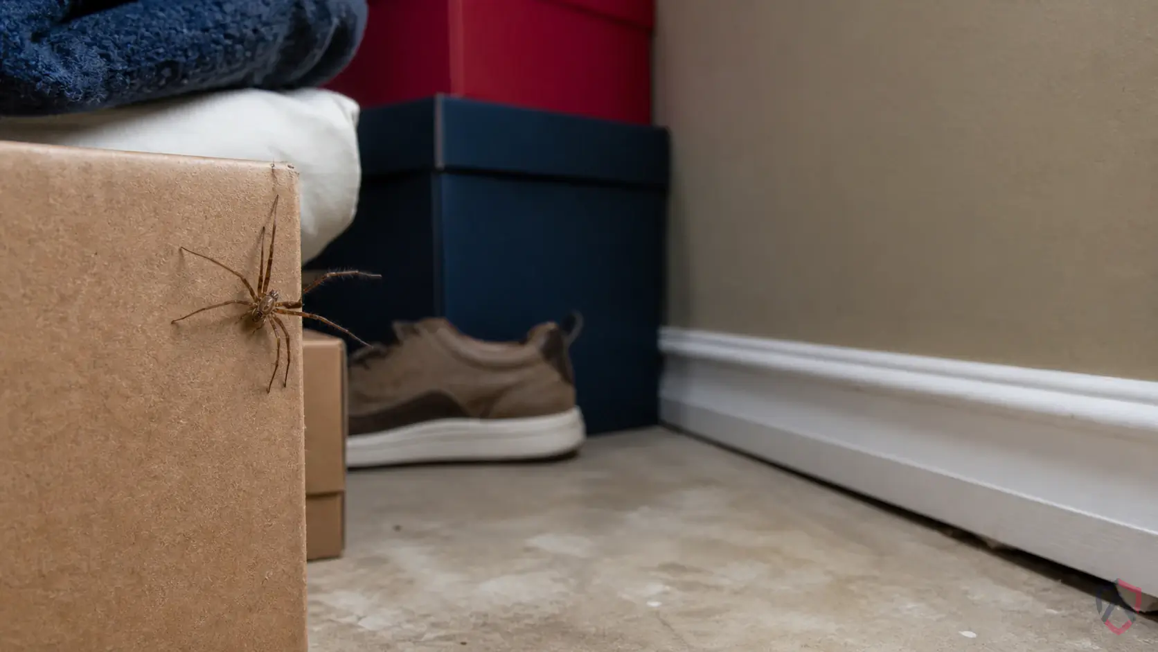 Brown Recluse Spiders activity in storage boxes, closets, basements, garages, and undisturbed indoor items in Minnesota