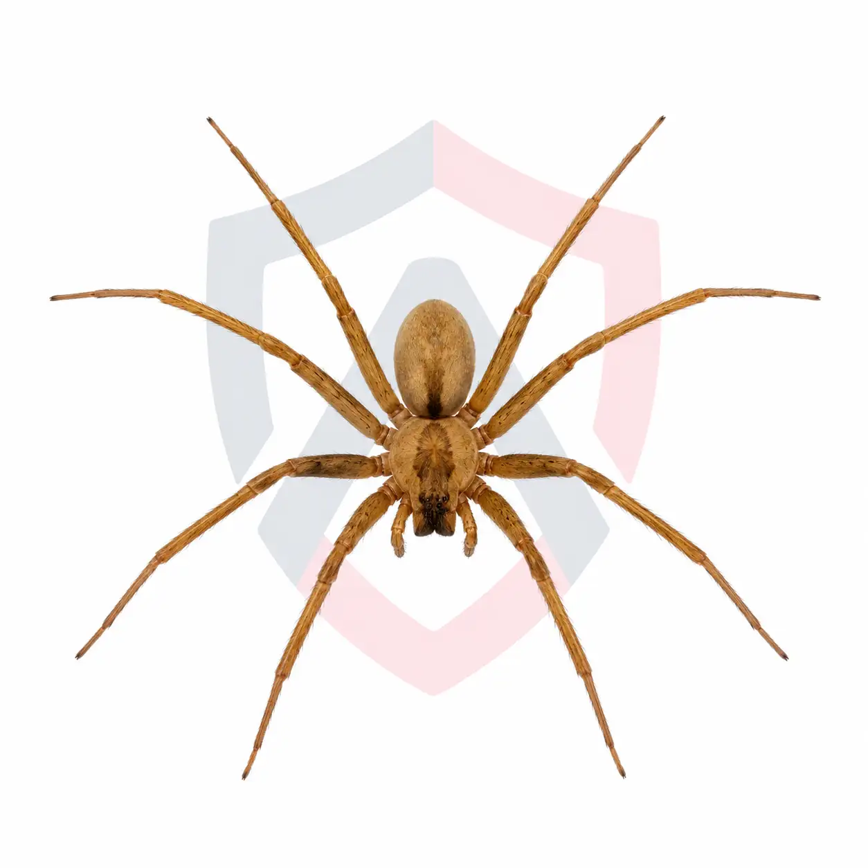 Brown Recluse Spiders