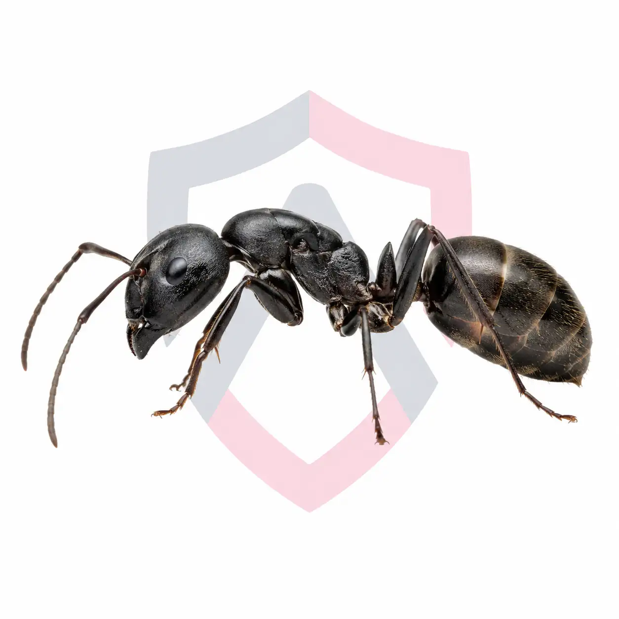 Carpenter Ants
