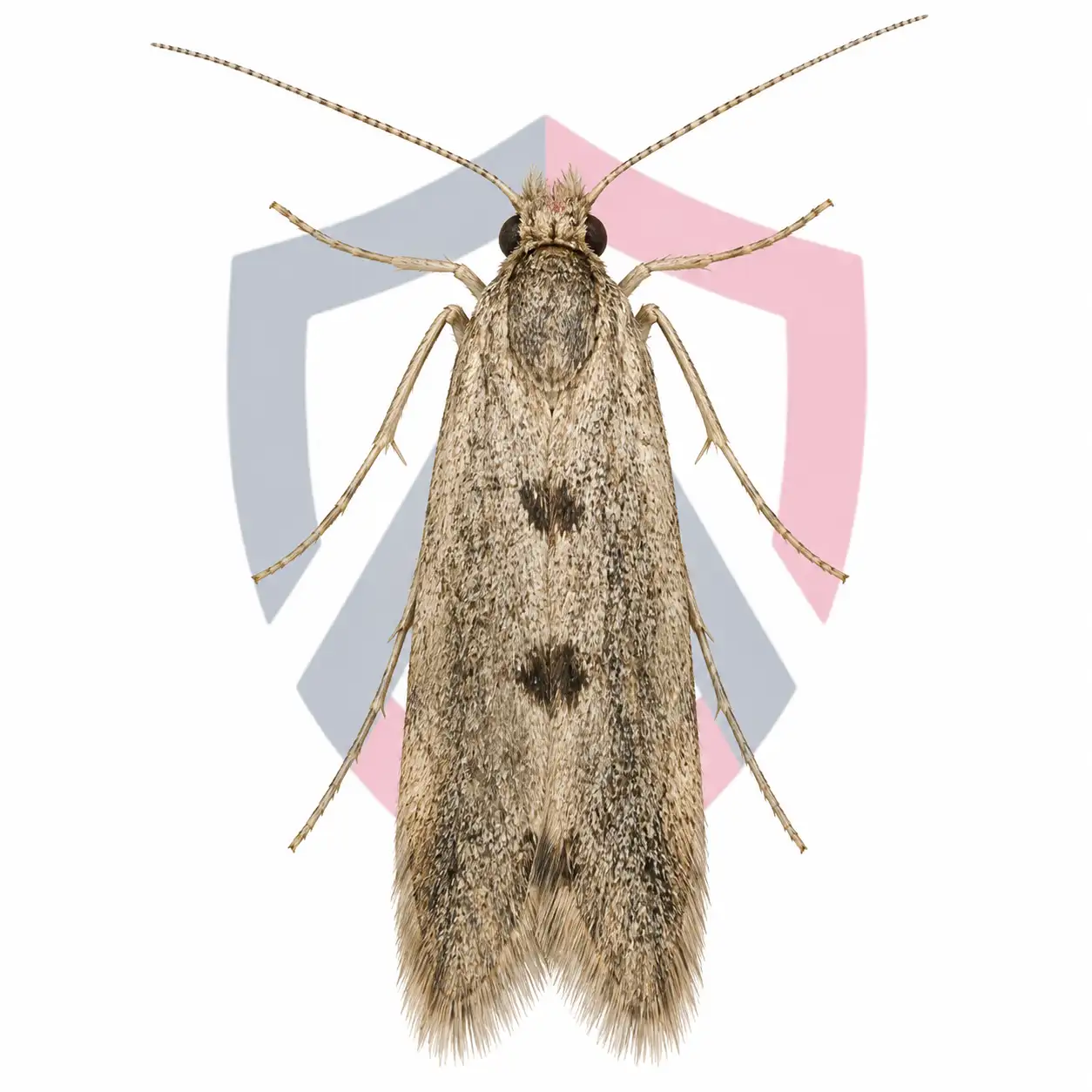 Case-Bearing Clothes Moths