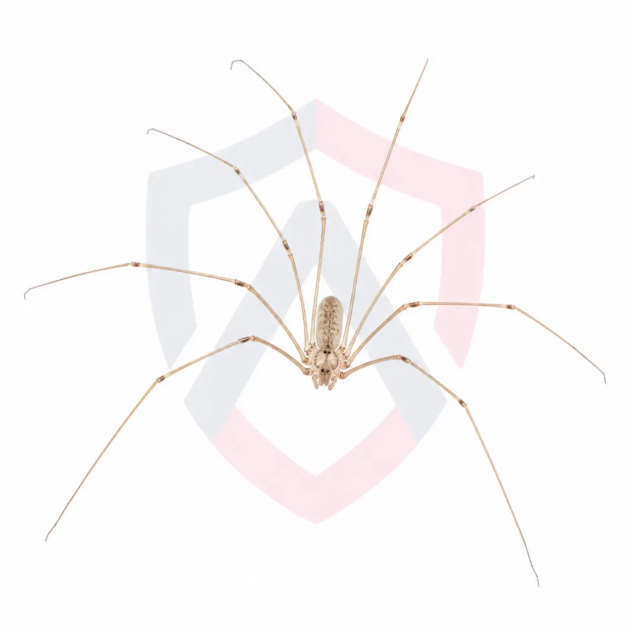 Cellar Spiders