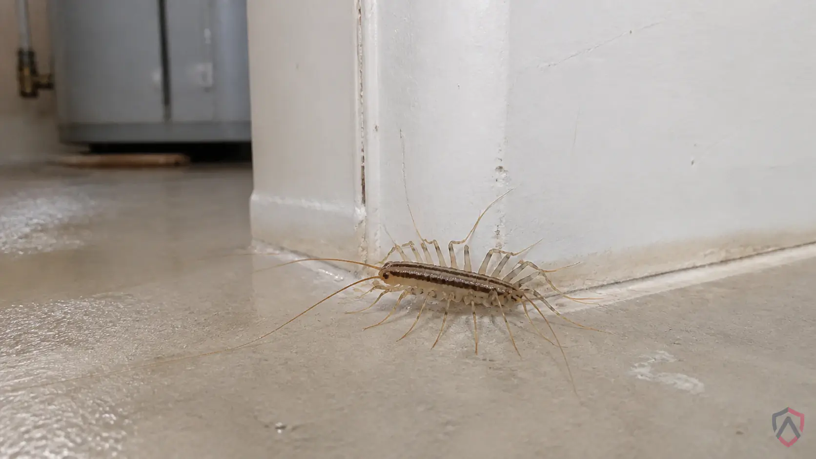 Centipedes activity in sunny siding, window frames, door thresholds, basements, garages, foundation cracks, and attic edges in Minnesota