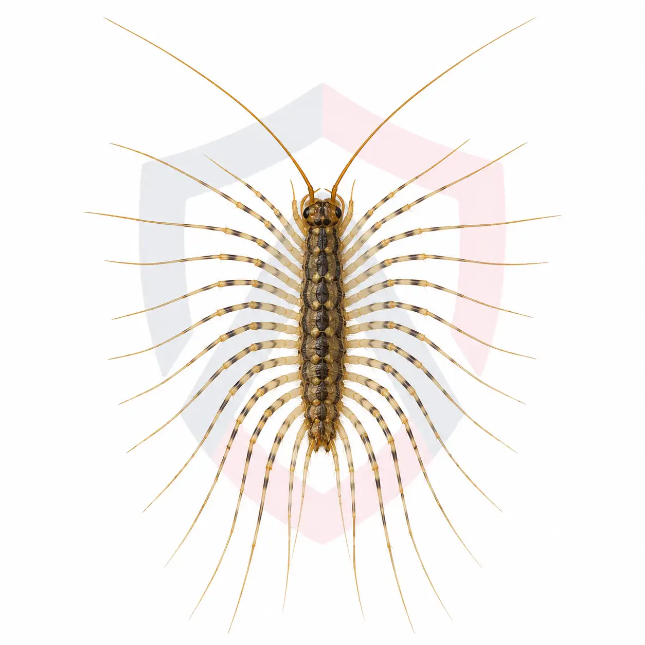 Centipedes