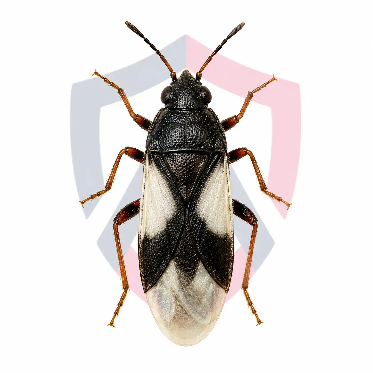 Chinch Bugs