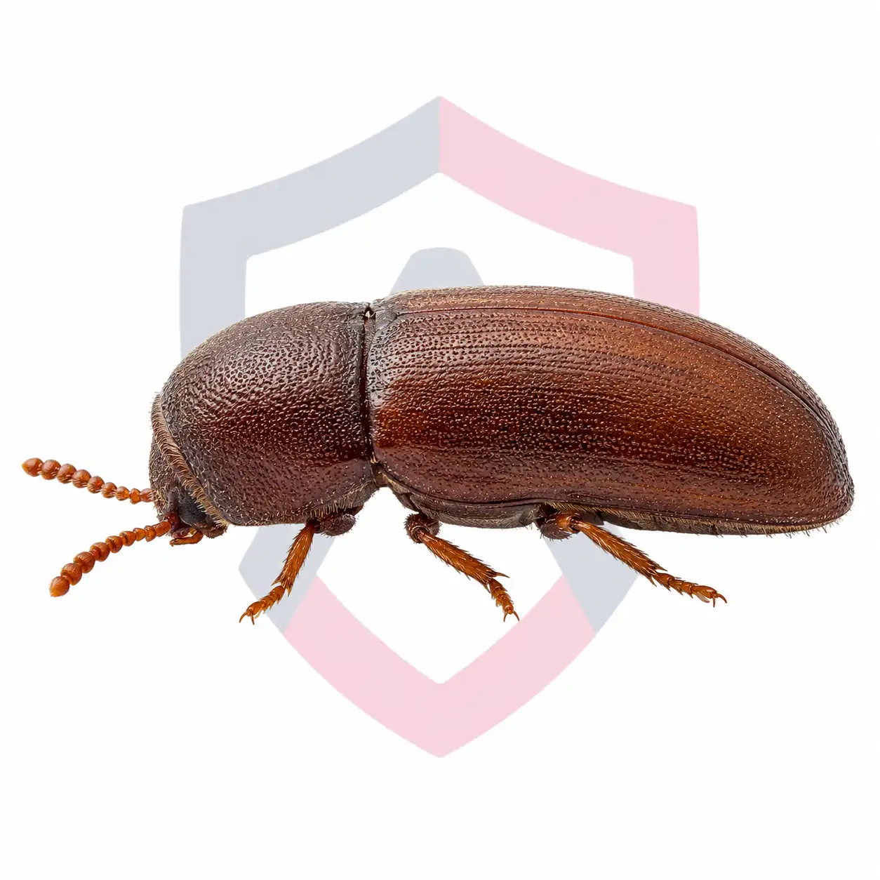 Cigarette Beetles
