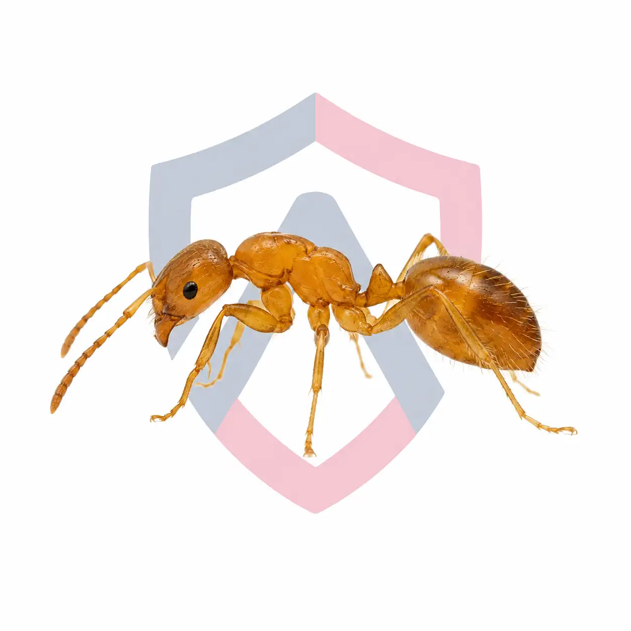 Citronella Ants