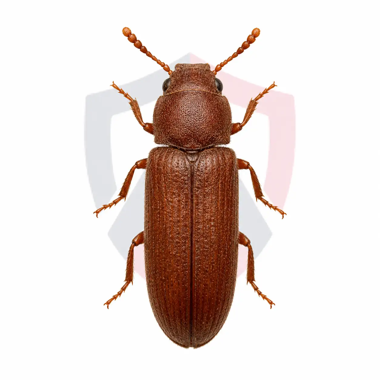 Confused Flour Beetles