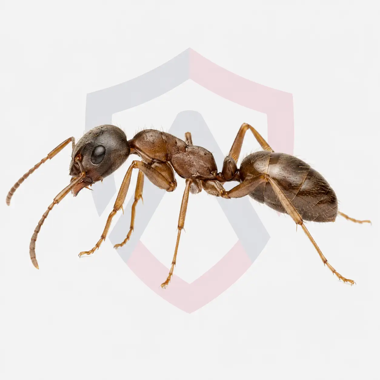 Cornfield Ants