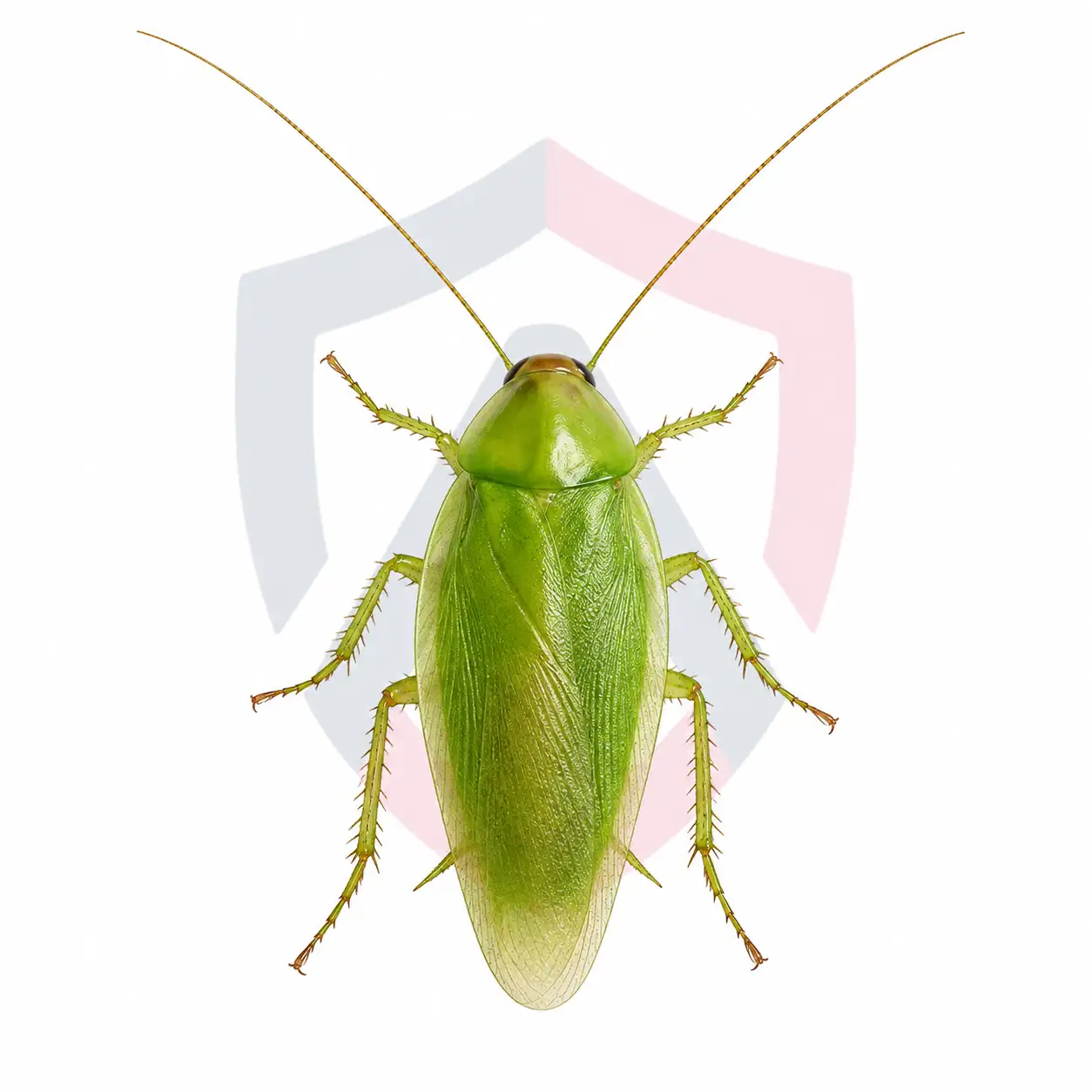 Cuban Cockroaches