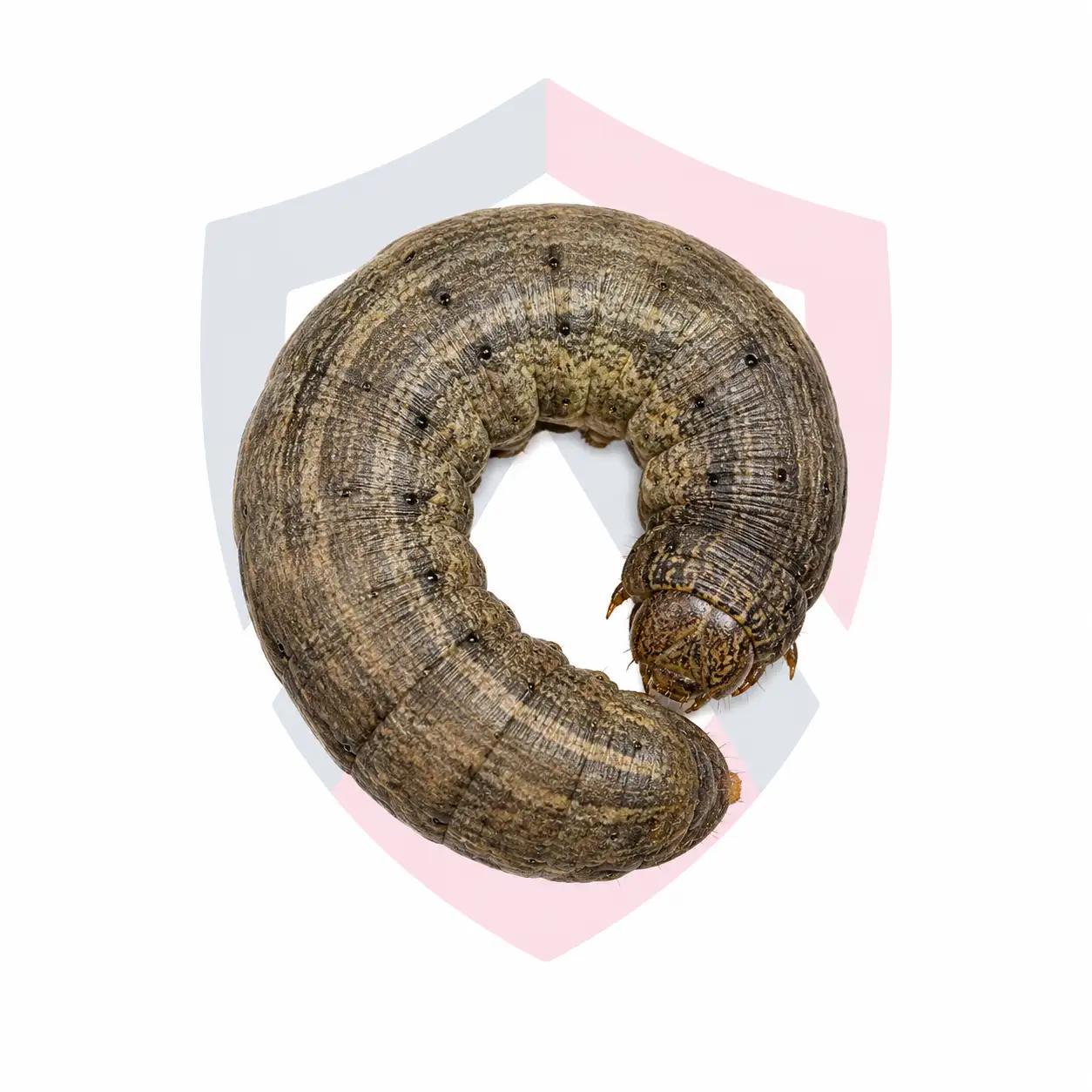 Cutworms