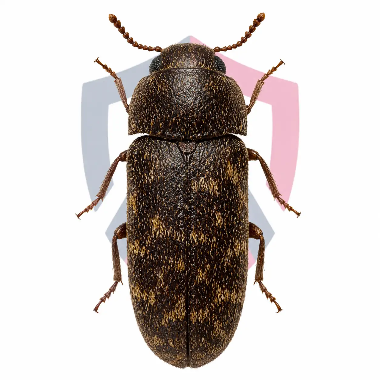 Deathwatch Beetles
