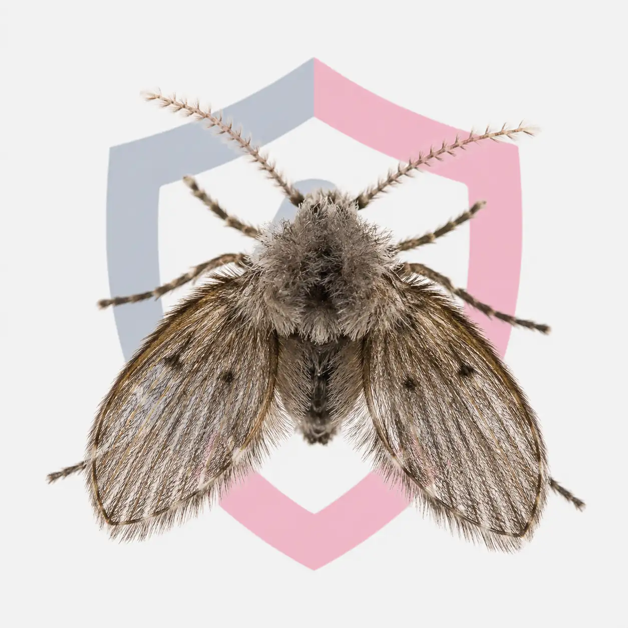 Drain Flies
