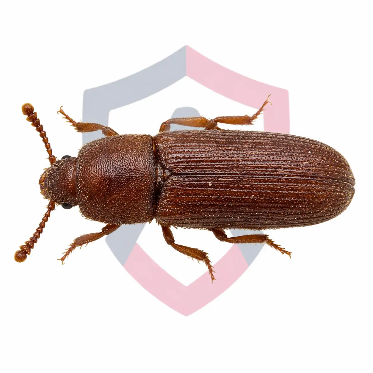 Drugstore Beetles
